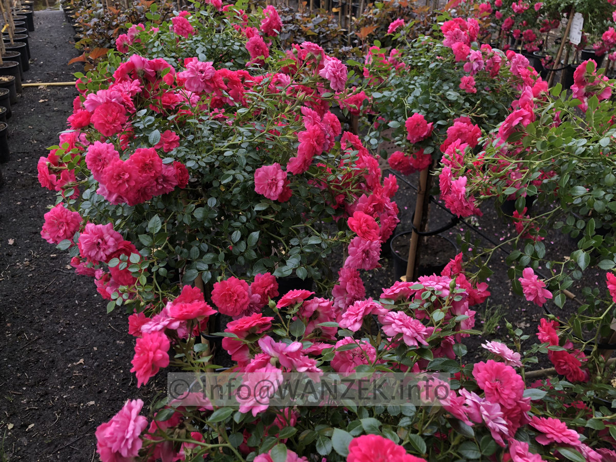 Strauchrose Knirps - Zwergstrauchrose Knirps 01.JPG